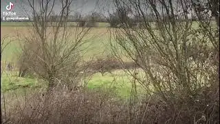 Beautiful Barn owl in flight , #carpfishing #carpfishinguk 