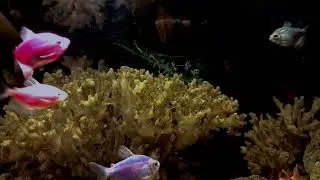 Relax Your Body by Seeing The Aquascape Ecosystem and Soothing Underwater Sounds | Space AQUASCAPE
