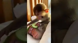 Frozen Cucumber Face Mask Prank! 🥒❄️ #Monkey #Prank #fyp #CucumberShock