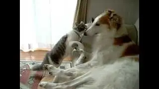 ボルゾイのカイと子猫のギン（その後）犬猫対決