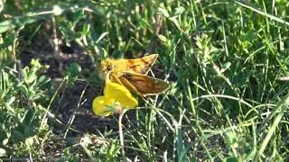 Silver-spotted Skipper (Hesperia comma) - Brighton, August 2020