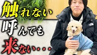 【本音】触れない犬、呼んでも来ない犬は“信頼不足”じゃありません【警察犬ドッグトレーナー解説】