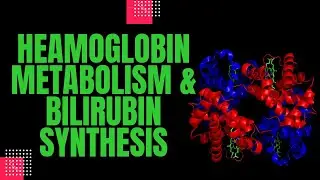 Haemoglobin metabolism and Bilirubin synthesis|PHYSIOLOGY|AIAPGET|NEETPG|UPSCCMS|AIIMS|INICET|FMGE