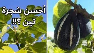 لماذا يجب زراعة تين الغدان عن باقي الأصناف الاخرى؟ ، شجرة تين الغدان، ساريلوب، fig tree