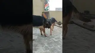 dog lover #funny #comedy #animals #pets #trendingvideo #germanshepherd #explore #viralshorts #dog