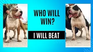 Two Dogs Racing Along a Long Wall at High Speed | Fun and Fast!🐾🐾🐶🐶#dog #doglover #puppy #pets