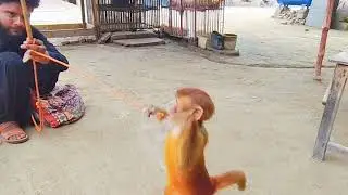 Is bandar ne Kamal Kar Diya😁👍#bandar #bandarvideo #bandarban#bandar ki video#monkey video dance
