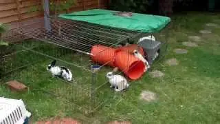 Baby rescue rabbit exercise time www.animalrescueandcare.org.uk