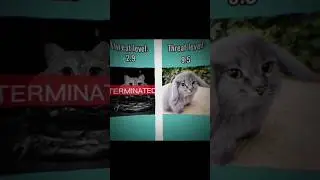 meowl on to top🥶 #meowl #cat #cats #owl #brainrot #shorts #roblox #viral #viralshort