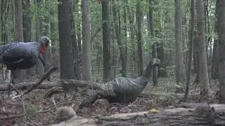 Bowhunting Turkey in Georgia Public Land