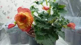 Бегония Он Топ Сан Глоу(Begonia On Top Sun Glow)