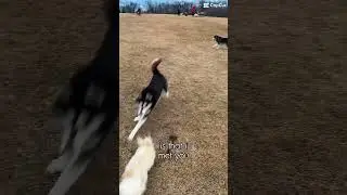 #motivation #love #animals #youtube #dog #shorts #reels #canada #like #explore