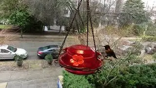Serene Balcony View with Ambient Sounds - Relaxing Neighbourhood Scenery for White Noise & TV Art
