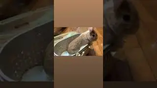 How did rabbit jump😶&zwj;🌫️