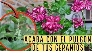 ELIMINA EL PULGON DE TUS GERANIOS / Paso a Paso