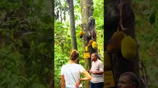 Discovering the Jackfruit Tree in Sri Lanka.🌳 #fruit #tropicalfood #cooking #jackfruit #ceylon