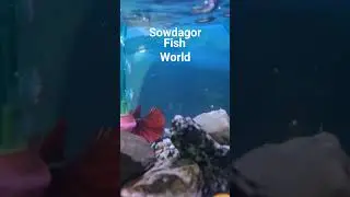 Aquarium Oxygen Flow & Guppy Fish Joy 🐟💨 | Peaceful Fish Moment