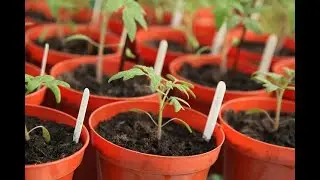 Quick & Cheap Plant Labels
