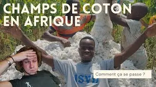 Champs de coton Afrique