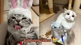 Cute cat videos ❤️💅#trending#viralvideo#subscribe 
