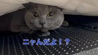 【スコ猫トト君】今日も潜ってるトト君ですが、危ないのでやめさせたいけどどんな方法でやめさせようかな•••