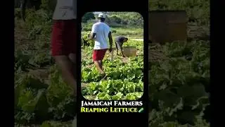 🌱 How Jamaican Farmers are Revolutionizing Lettuce Farming | Sustainable Agriculture in Jamaica🌾