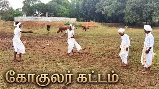 கோகுலர் மாடு மேய்த்தல்