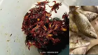 সৌদি আরবে কাকরা দিয়ে কি মাছ ধরা যায় #you #catch  #fish #with #crabs #saudiarabia #প্রবাসী #capcut