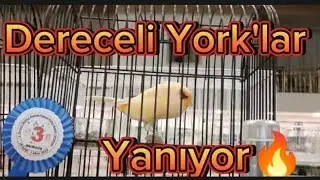 Yorkshire ırkının en güzelleri hızlıca sizlerle