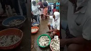 Chaliyam fish harbour