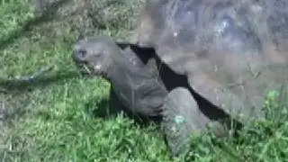 The Natural History of the Gal&aacute;pagos Islands