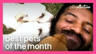 Best Pets of the Month | The Pet Collective