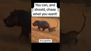 @tiktok #duet w/ @uncdan14 You can #chase ! #rhino #leopard #poop #funny #safari #africa #want