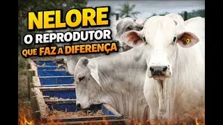 O Segredo do Progresso no Rebanho: Investindo no Reprodutor Certo #nelore