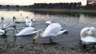 Вечерняя прогулка на озере Schwarzlsee