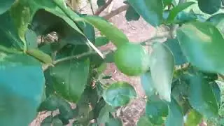 A chácara  já começou a dar resultado. A fartura tá chegando. 