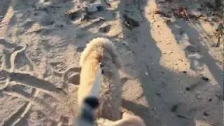 The Scamper