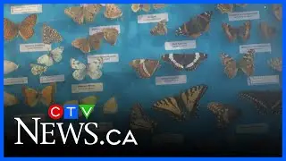 A chat about monarch butterflies and prairie conservation