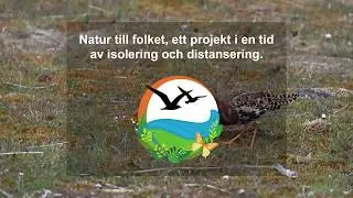Brushanar i Ottenby