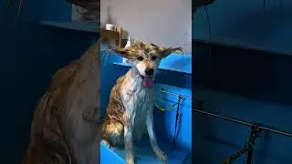 Видели мокрую Акиту? 😂 #акита #viral #fyp #рек #dog