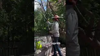 Tree pruning of an Eastern Redbud. #shorts  #garden  #backyard #gardening #treepruning #toronto