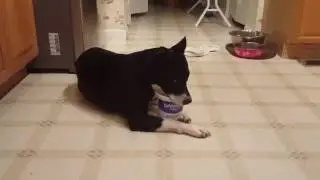 Sweet Dee cleaning up the yogurt container.