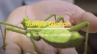 Introducing the Jungle Nymph