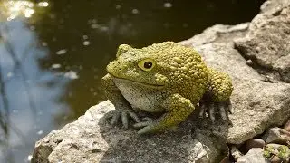 Создайте особый дизайн двора, сада!  Прудик во дворе!