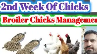 11th Day of Broiler Chicks Management || Vaccination, Feeding And Lighting Schedule || Poultry Farm