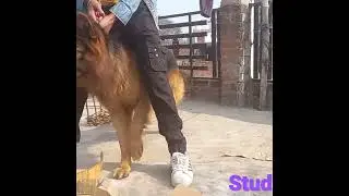 gsd stud available
