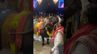Laddu yadav lifting big bull at Swapna Yadav sadar aagman 2024 | Sadar festival 2024 #ytshort #yt