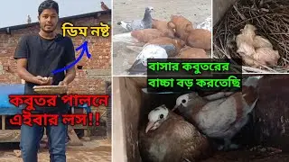 কবুতর পালনে এইবার লস হইল | কবুতরের অসুস্থতা, ডিম ও সুস্থ বাচ্চার আপডেট 