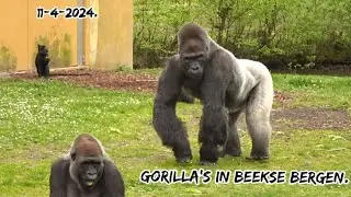 Gorilla's in Beekse Bergen. 11/4/2024. #gorillas #gorillafamily #beeksebergen