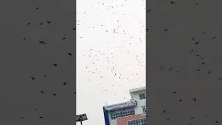 Bardibash Mahotari🐦&zwj;⬛